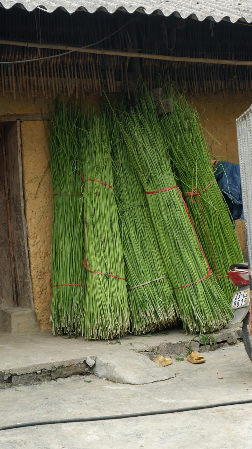 The Thread That Never Broke: H’Mong Hemp, Ancient Linen, and the Wisdom of Living With Nature (P1)