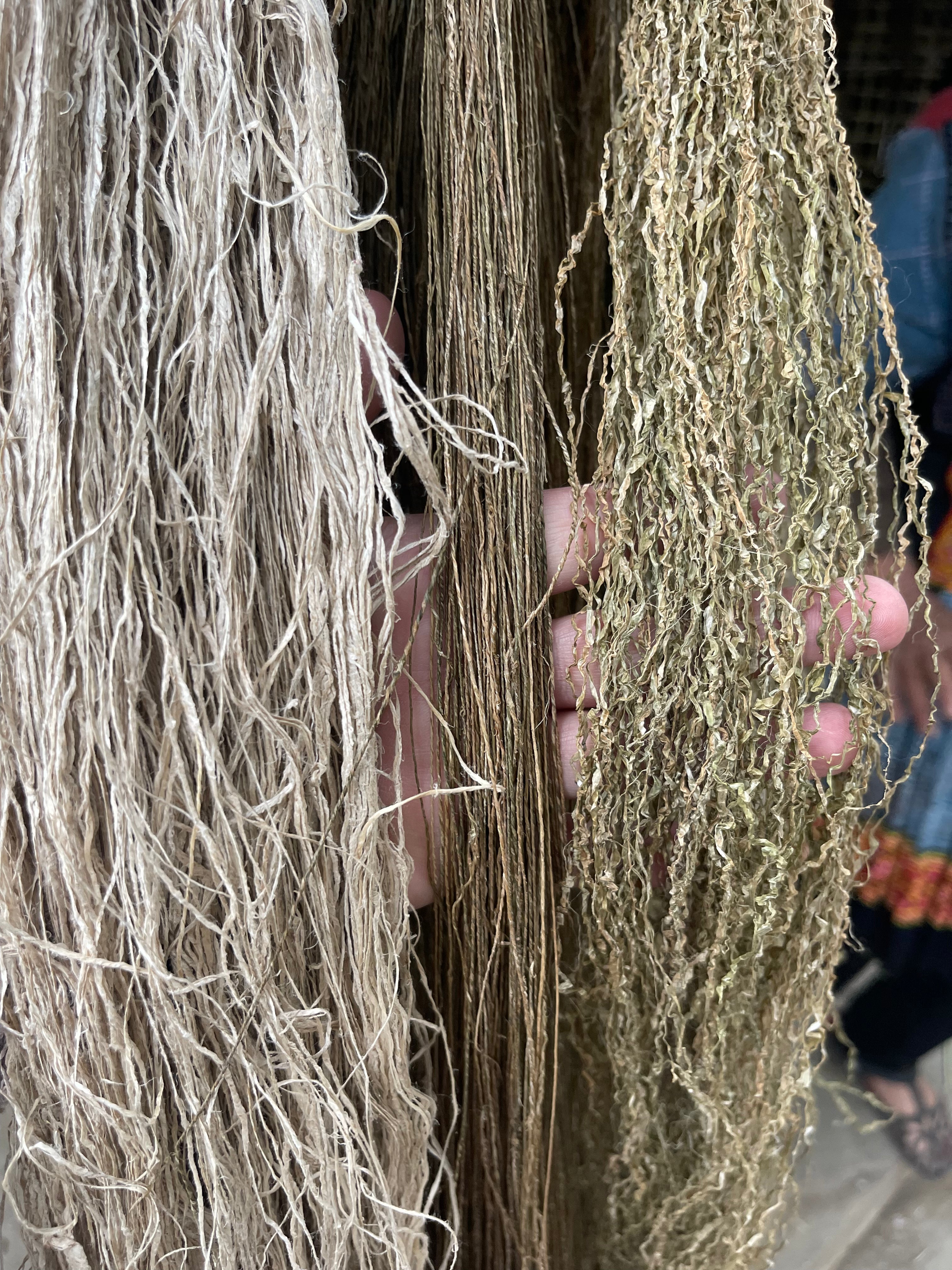 lax plant growing in field — the source of linen bedding fiber