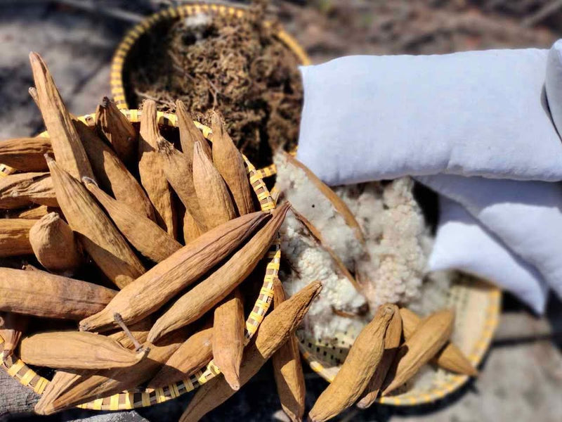 Natural kapok fibre and pods